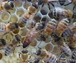 Dronningen omgivet af arbejderbier